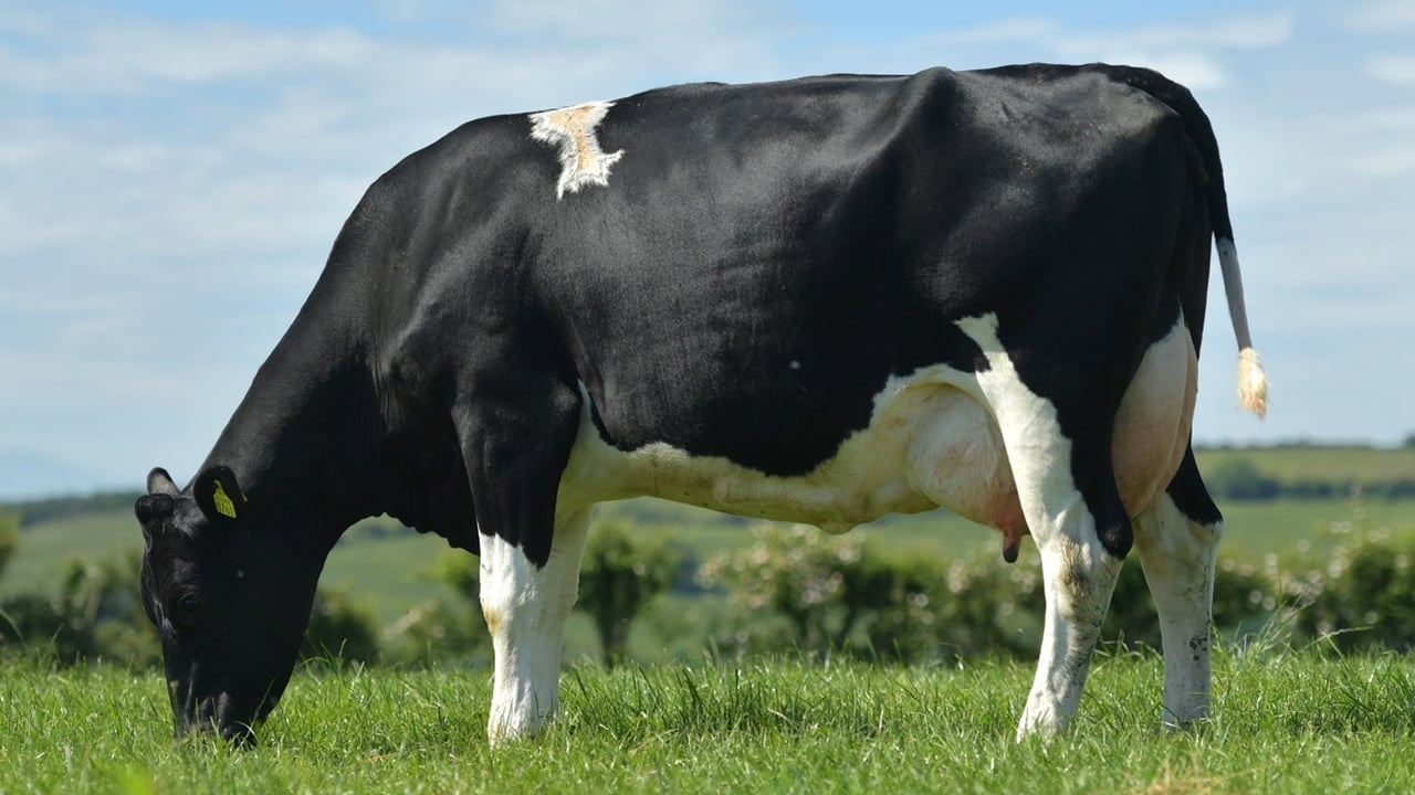 Dairy breeding update: Dovea Genetics