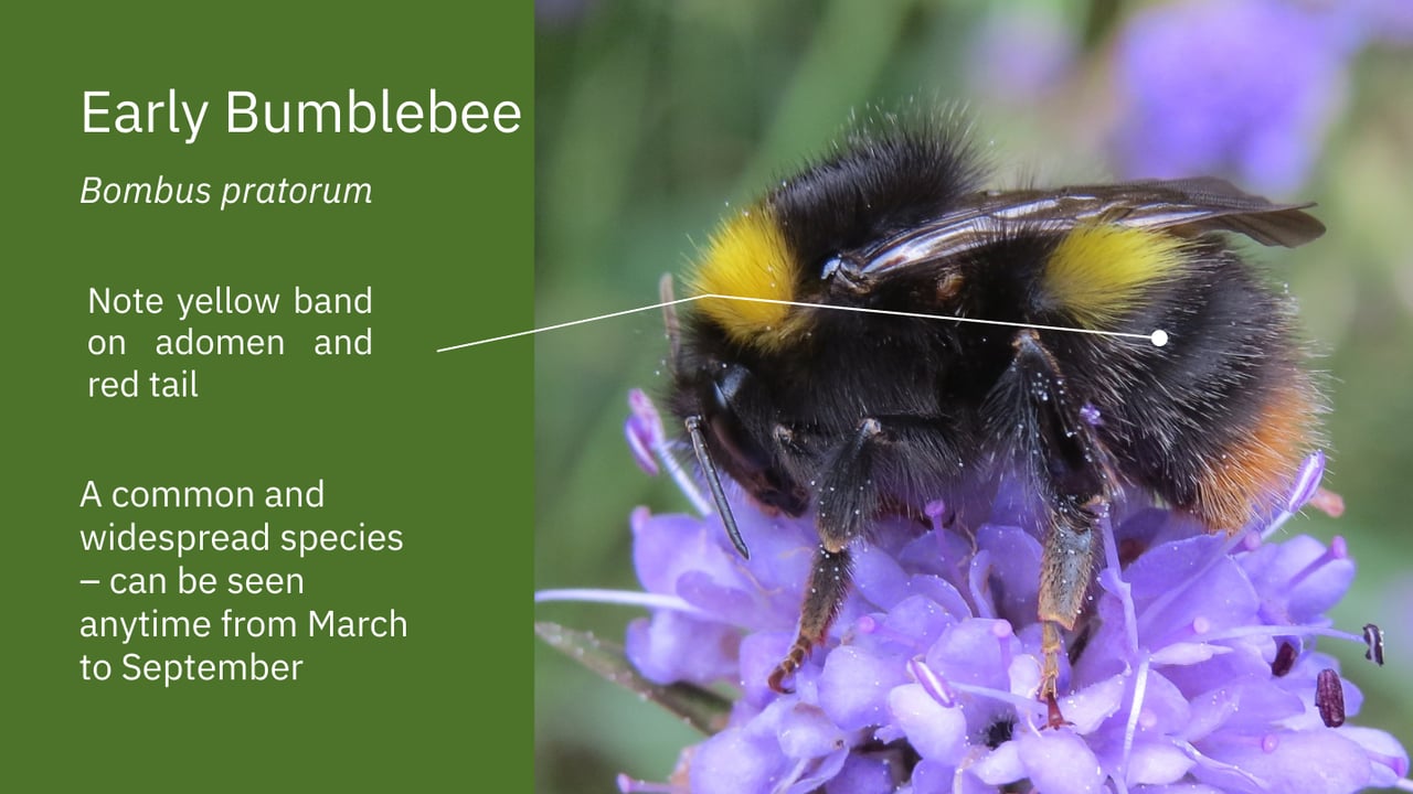 Biodiversity challenge: How many species on your farm?