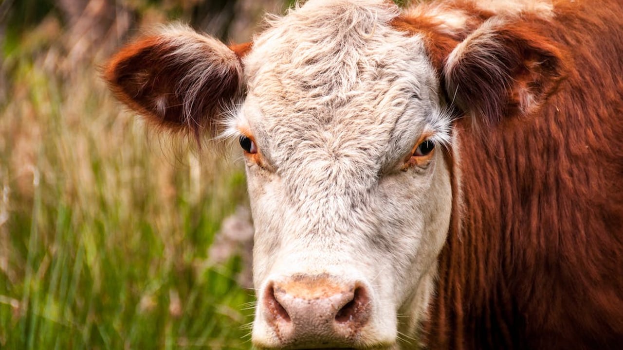 NI brucellosis compensation rates remain unchanged for August