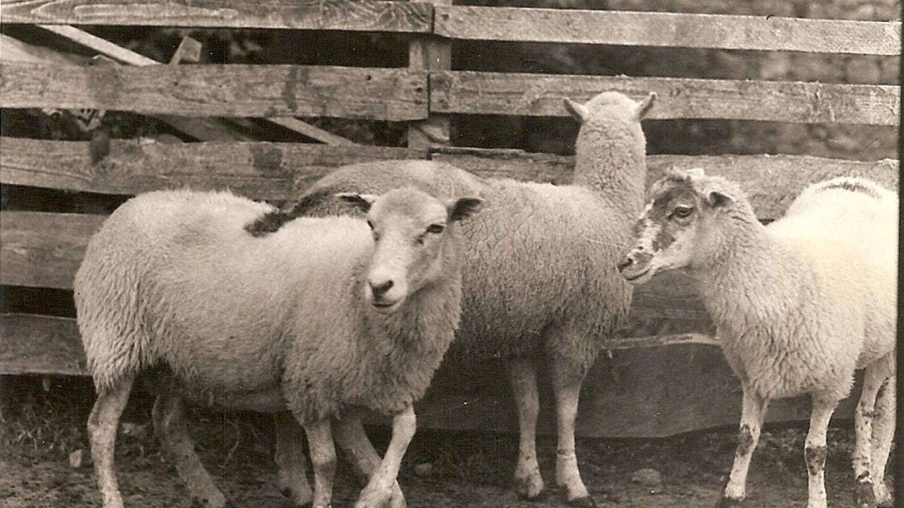 Proposal to reintroduce 'Cladóir' sheep to Connemara Pony Show