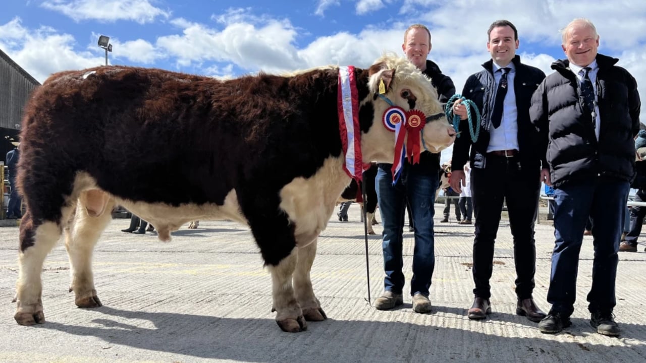 Champion with breeder Declan Donnelly, Judge Michael Barrett and IHBS President Adrian Bateman
