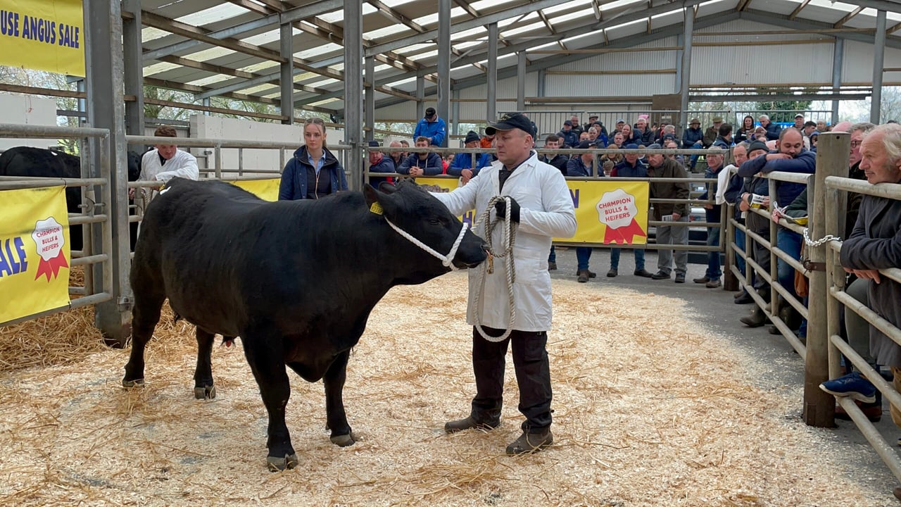 Lot 19, Gigginstown King Mambo X396 sold for €7,600