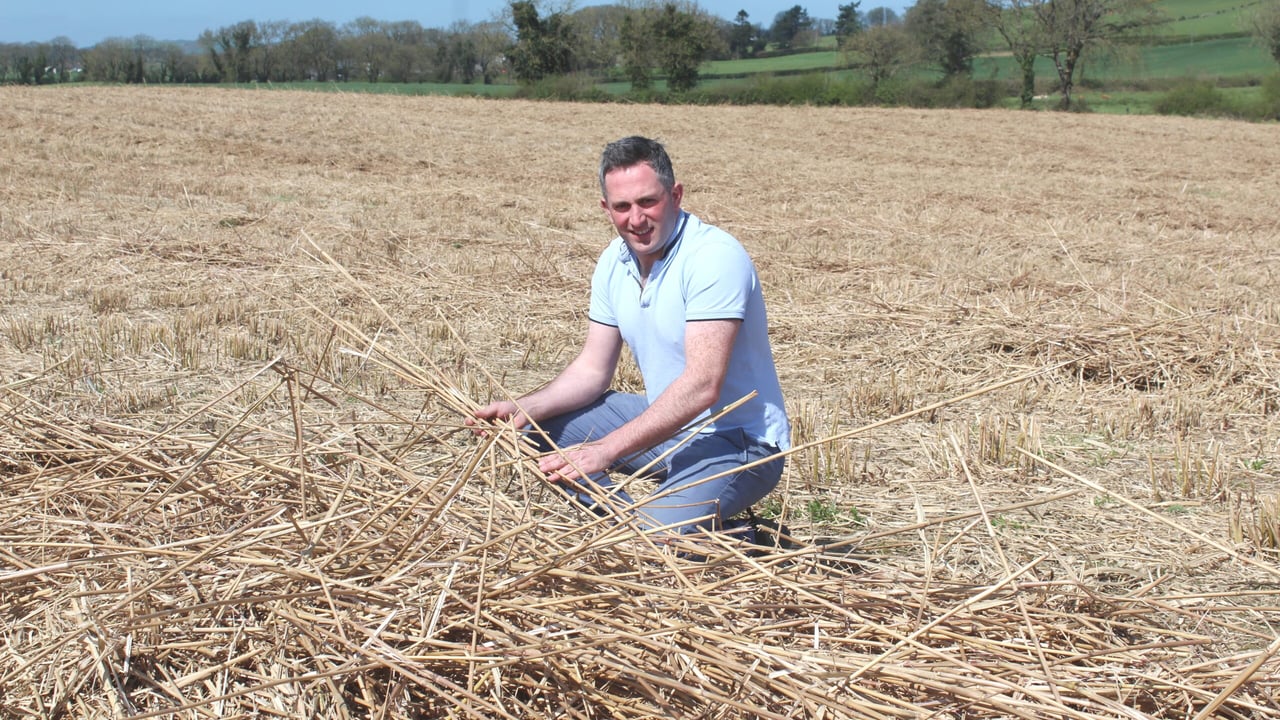 James O'Keefe with his miscanthus crop in Co. Meath