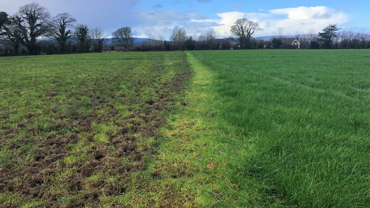 Heavy rain makes grazing conditions challenging