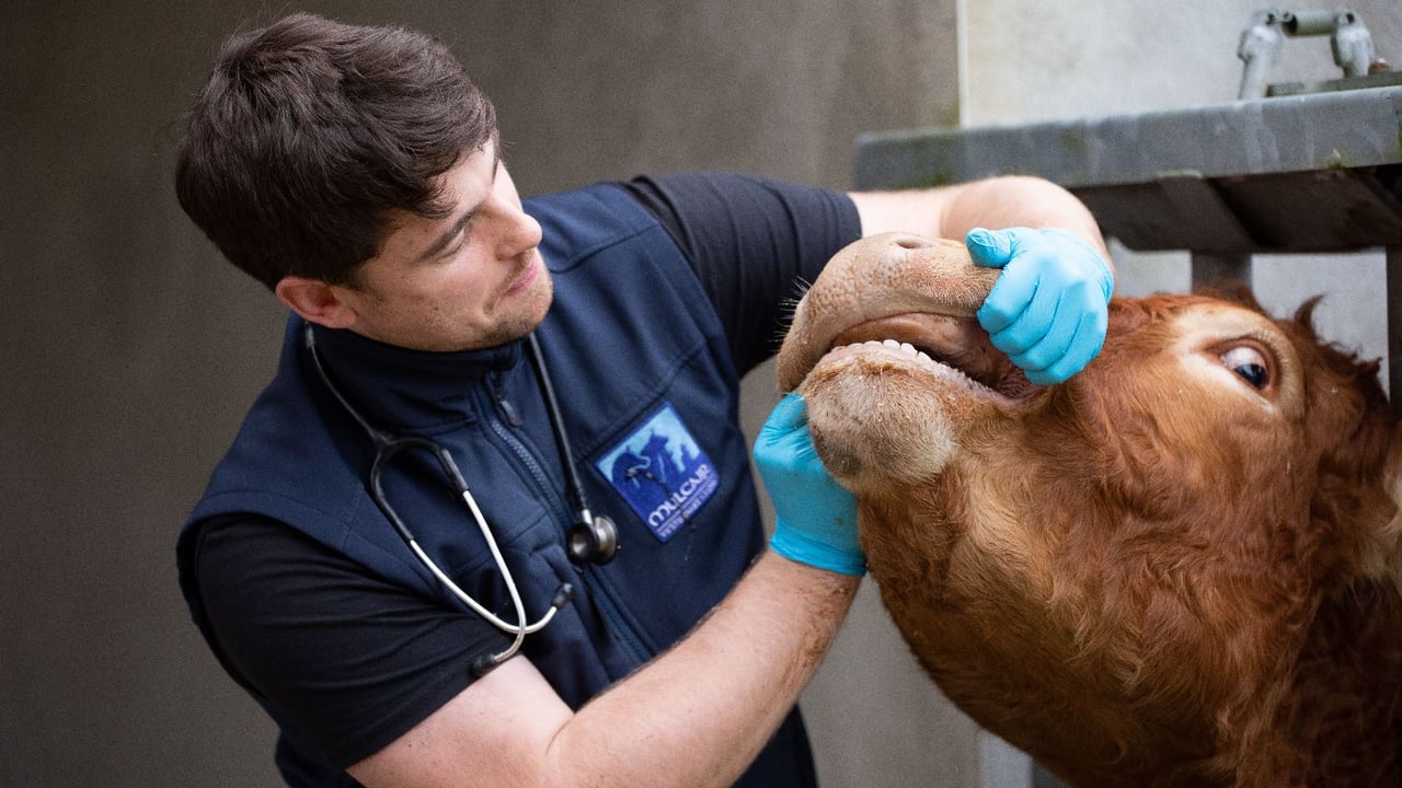 Liam O'Dea, Mulcair Veterinary Clinic
