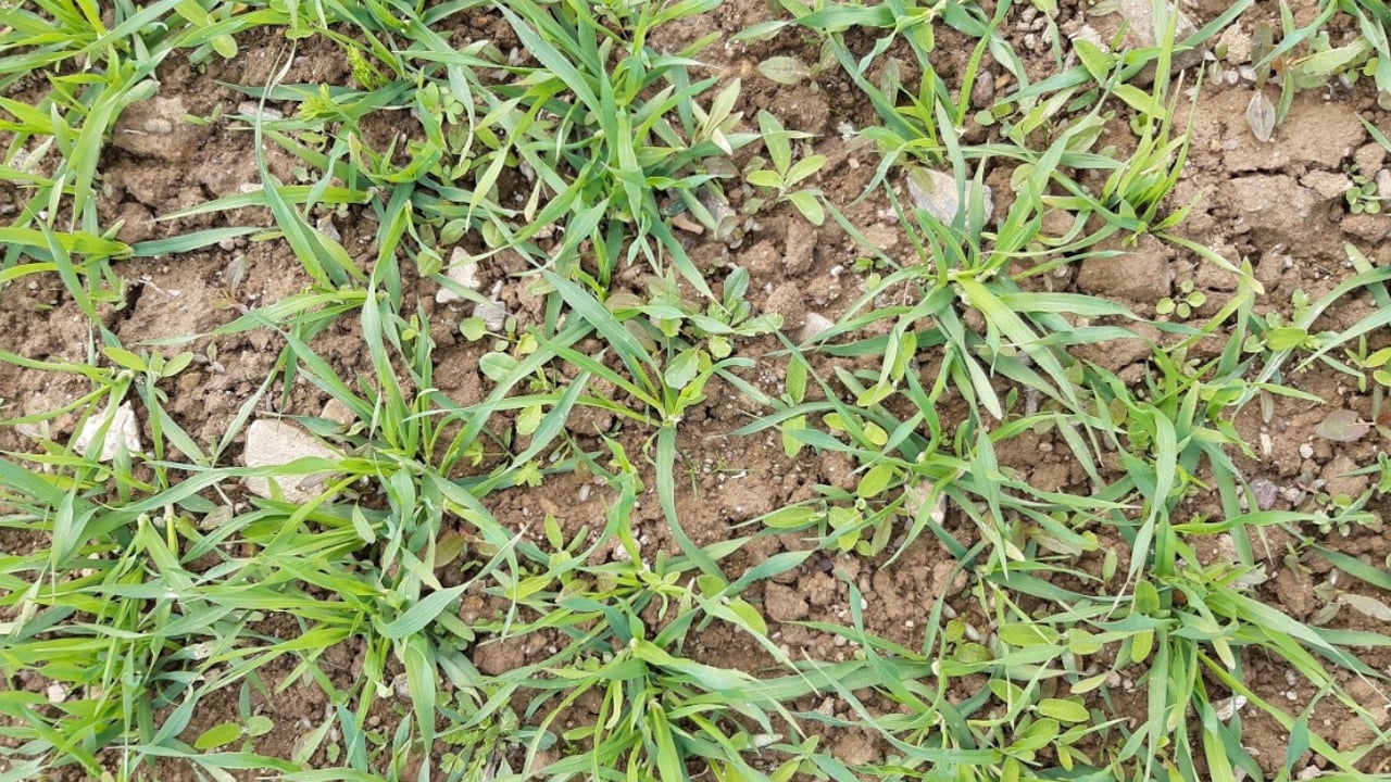 Combining grass and broadleaf weed control delivers consistent results