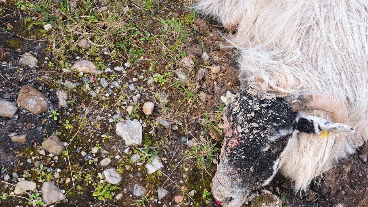 In one of the most recent attacks, several sheep died after a dog drove them into the ocean in Co. Donegal. Source: Mary Doohan