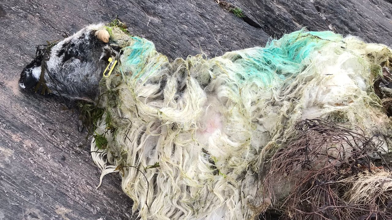 One of the dead ewes that was washed in on the tide Image: Patrick McCarthy