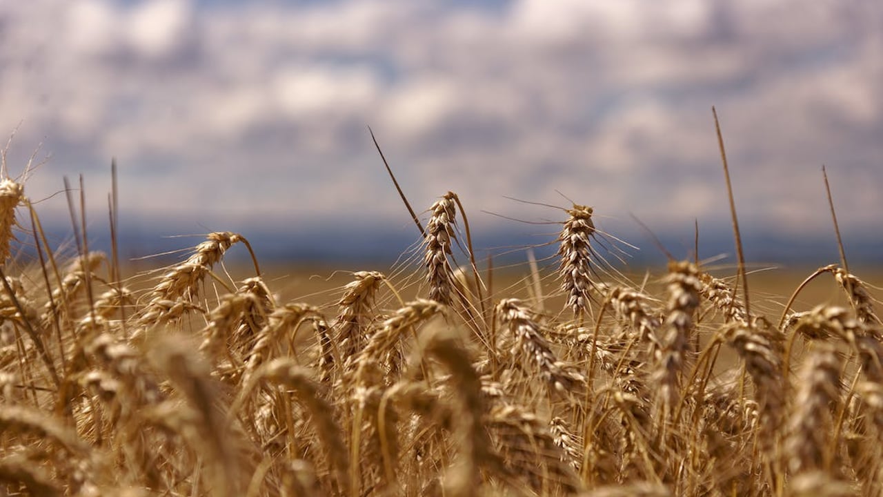 Cereal production was up 3.7% in 2022 according to the CSO