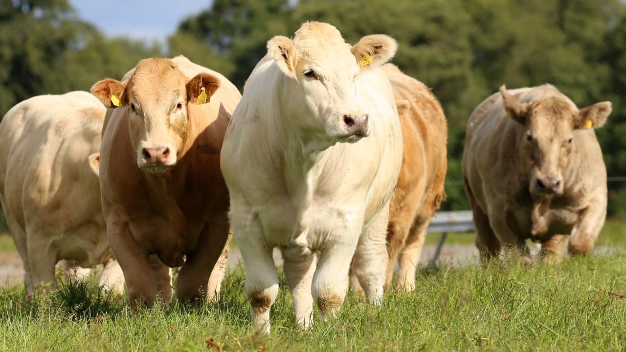 Irish Charolais Cattle Society appoints new secretary