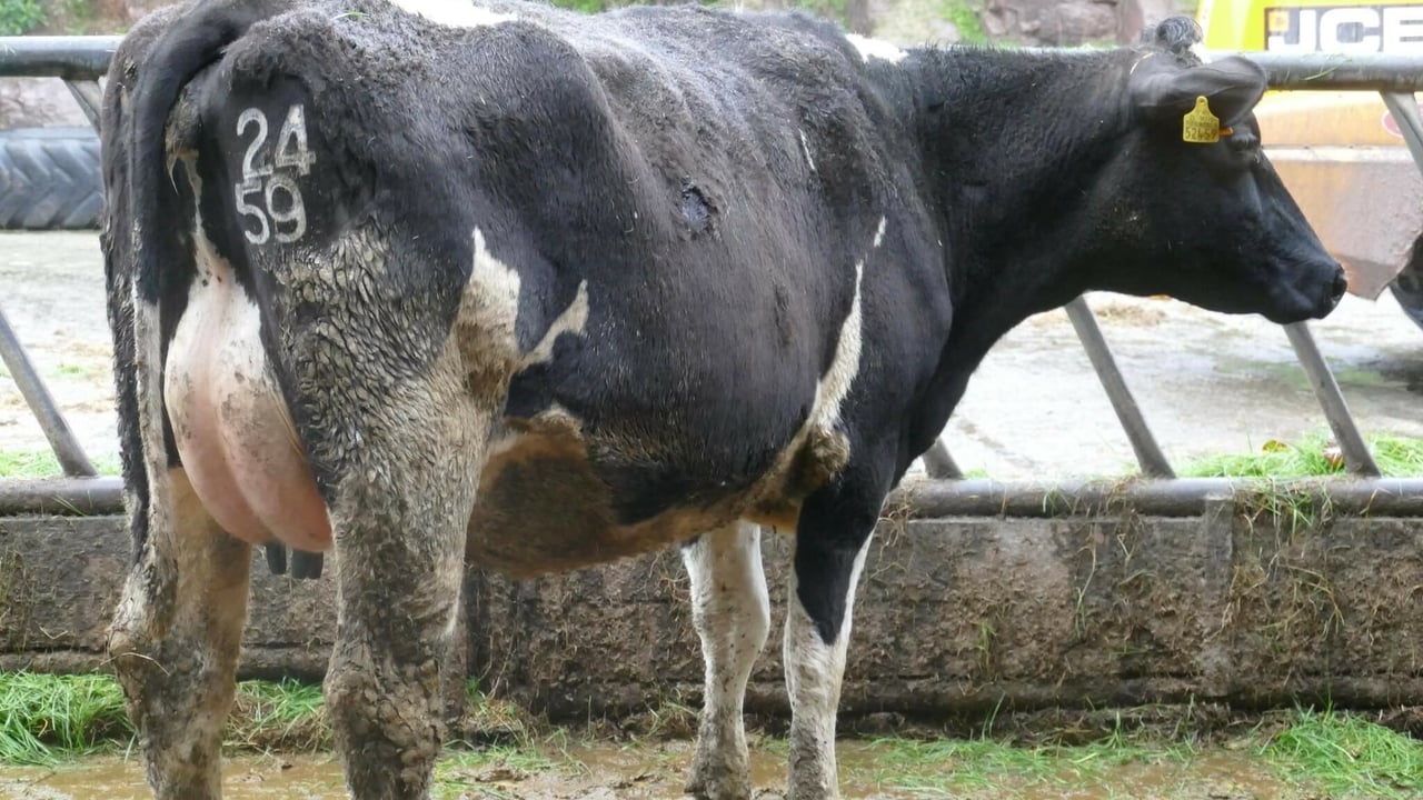 Prices reach 3,800gns at Coolmohan dairy sale