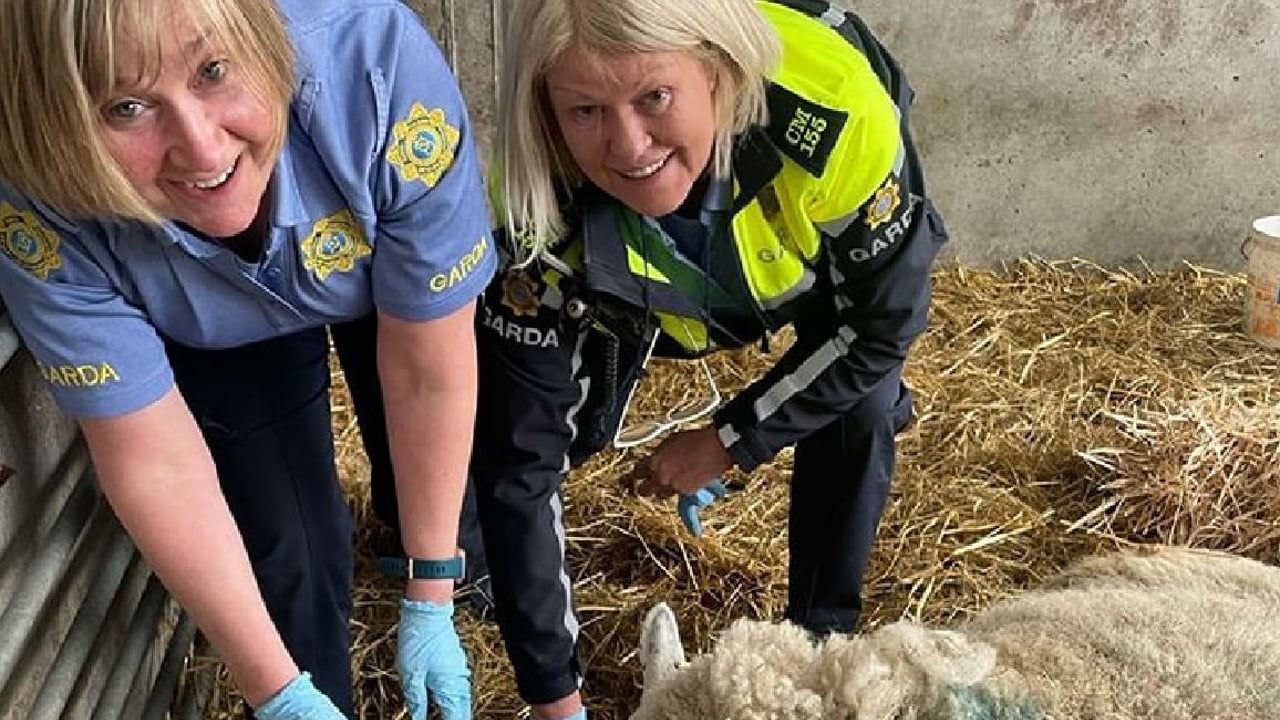 Gardaí help farmer to deliver lamb in Louth