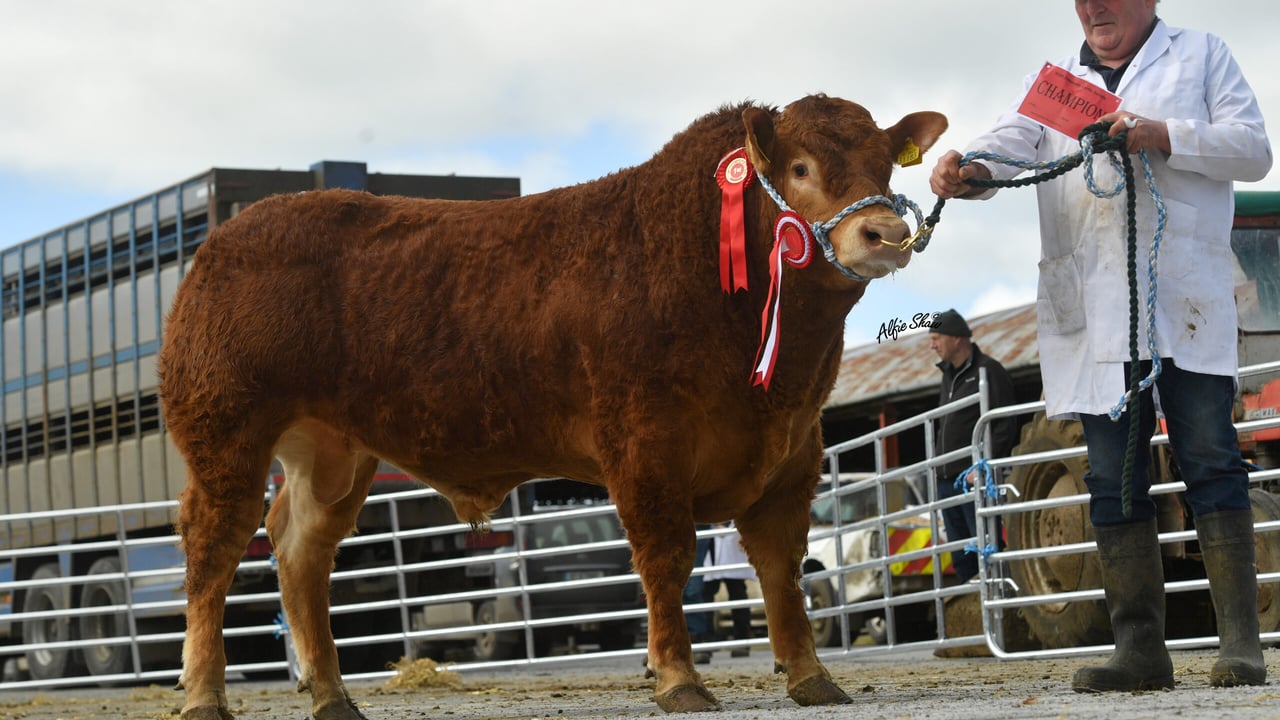 Lot 44 Male Champion and top-priced bull at €9,100, Drumline S 1185 bred by James Hannon