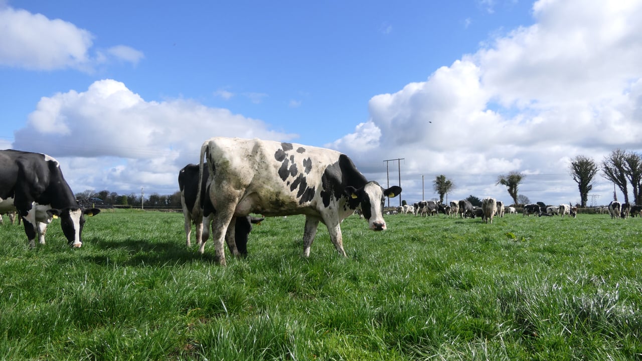 Reary Norah 469, a Perseus daughter classified VG 85 as a heifer in milk, she is an example of Kevin’s ideal heifer. She milked incredibly well last year - 8049kg milk at 4.6% fat and 3.68% protein - she continued to build into her second lactation and has gone in calf easily