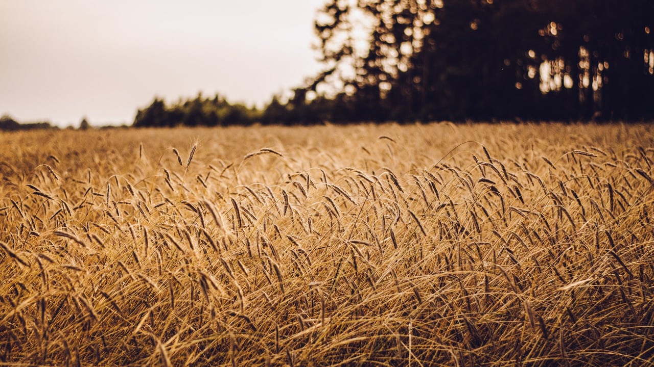 Polish minister for agriculture resigns over Ukrainian grain imports