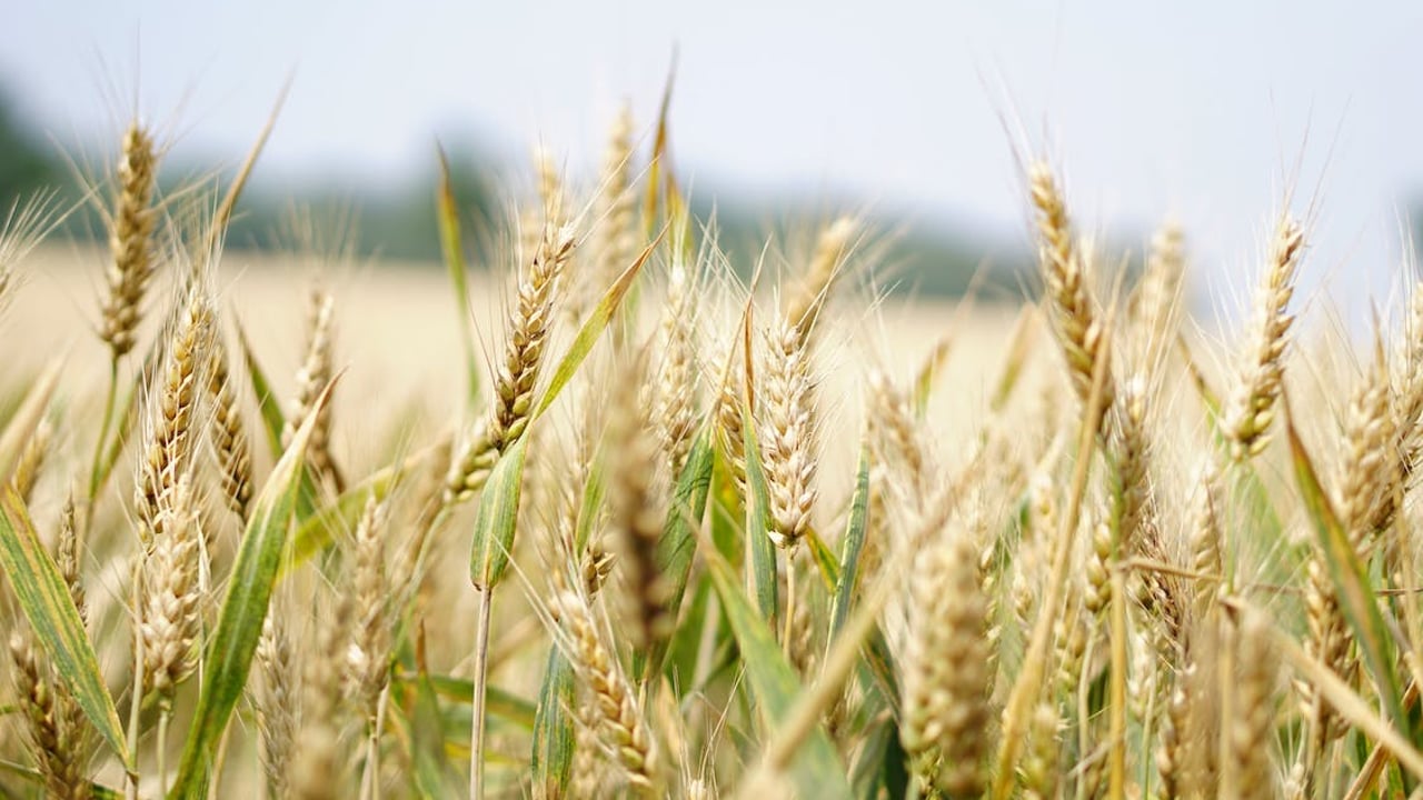 End of Black Sea Initiative strengthens global grain prices