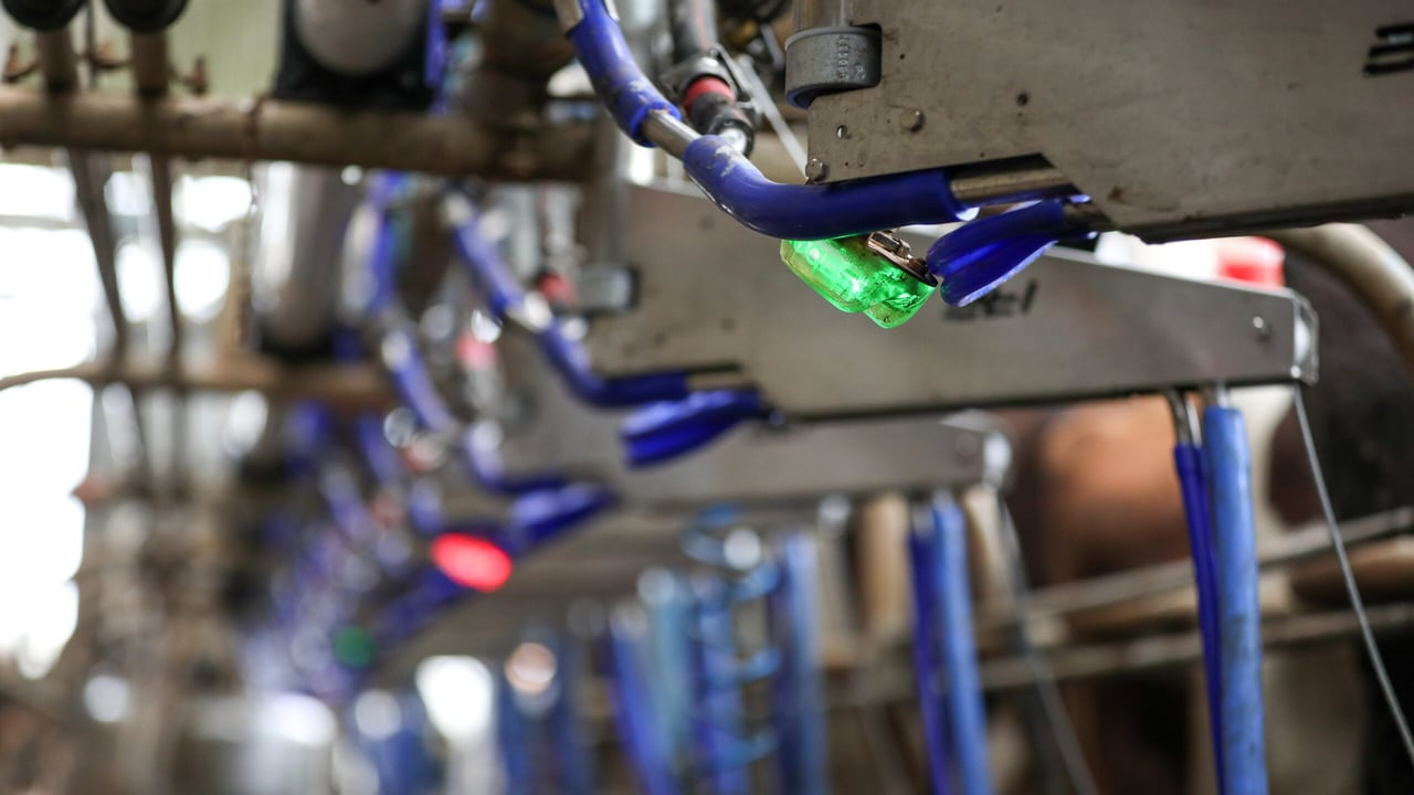 Automated traffic light system in SenseHub SCC Sensor provides peace of mind for dairy farmers