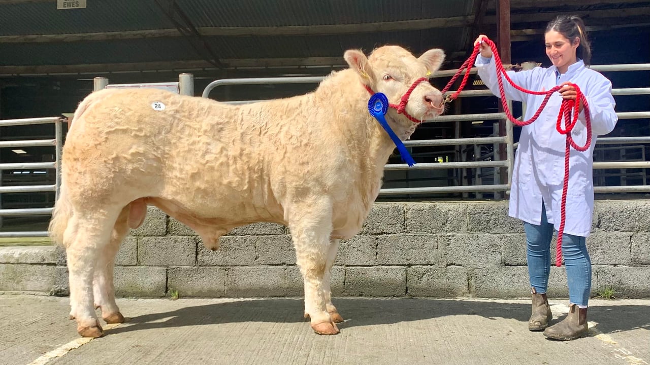 Topping the trade at €5,400 was Caltun Ten Ten Twenty from Maria Calvey in Westport, Co. Mayo. Image: Irish Charolais Cattle Society
