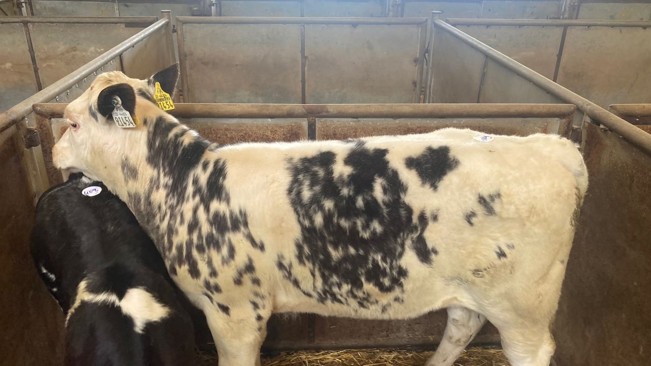 This 12 week old Belgian Blue-cross heifer made €490
Image Enniscorthy Mart