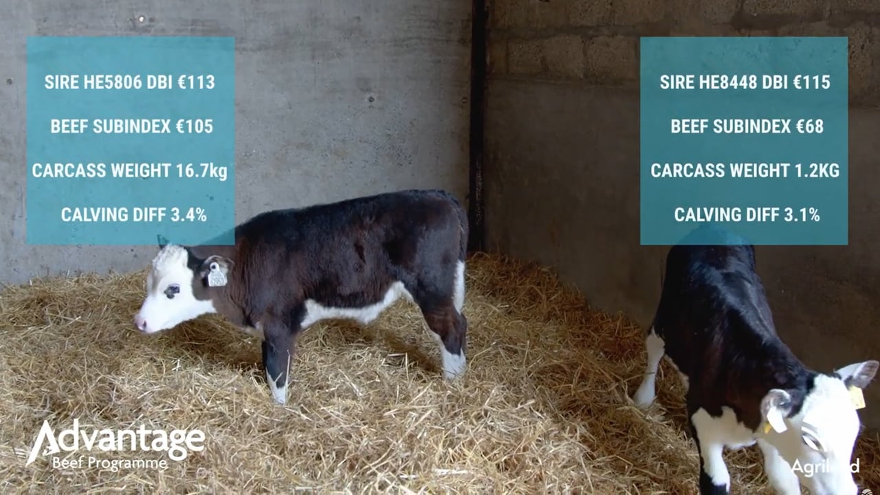 Video: Getting free extra weight gain on dairy-beef