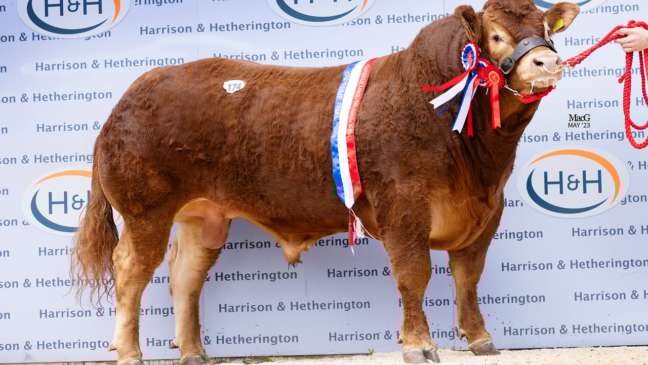 Craigatoke Seanog. Image: British Limousin Cattle Society