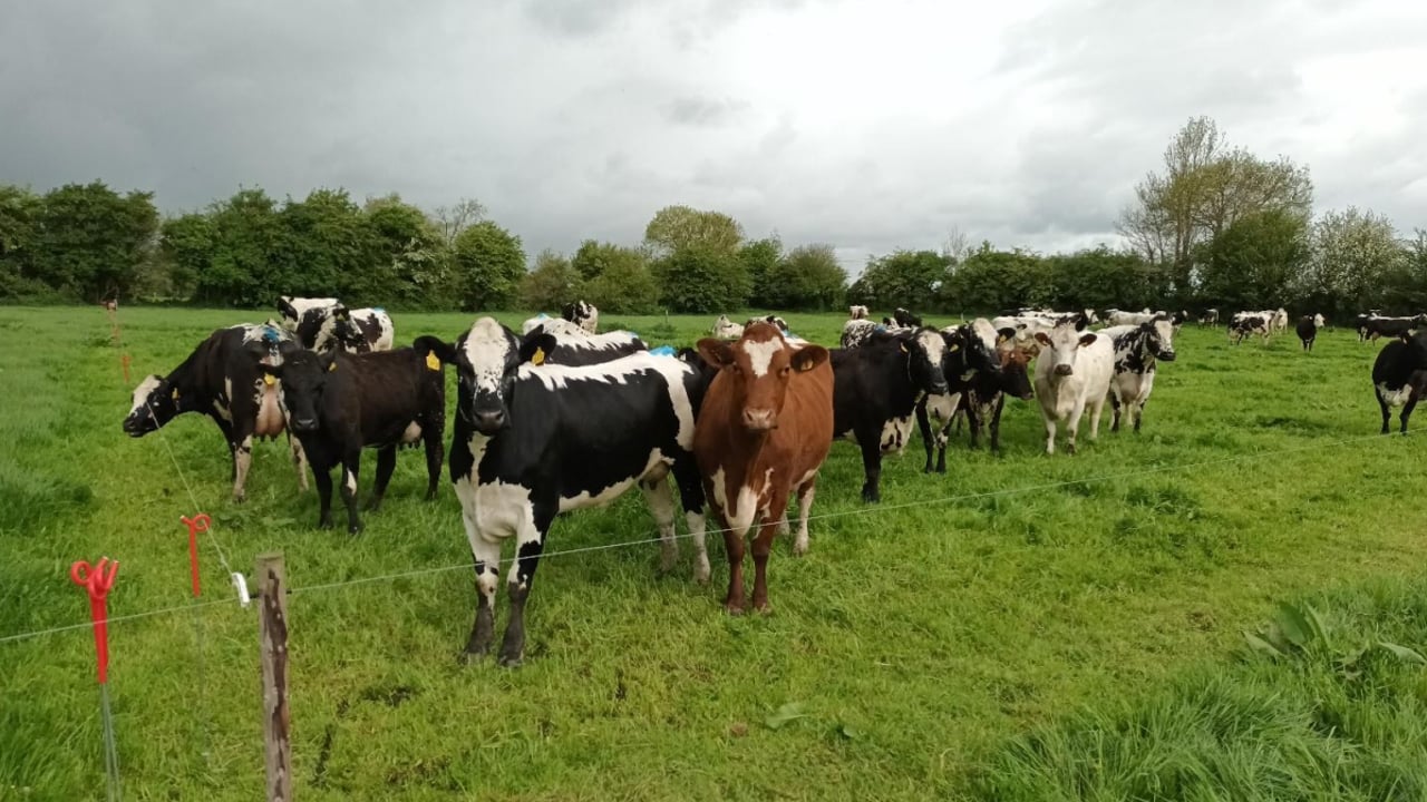 A Droimeann-based dairy herd on the English-Hayden farm
