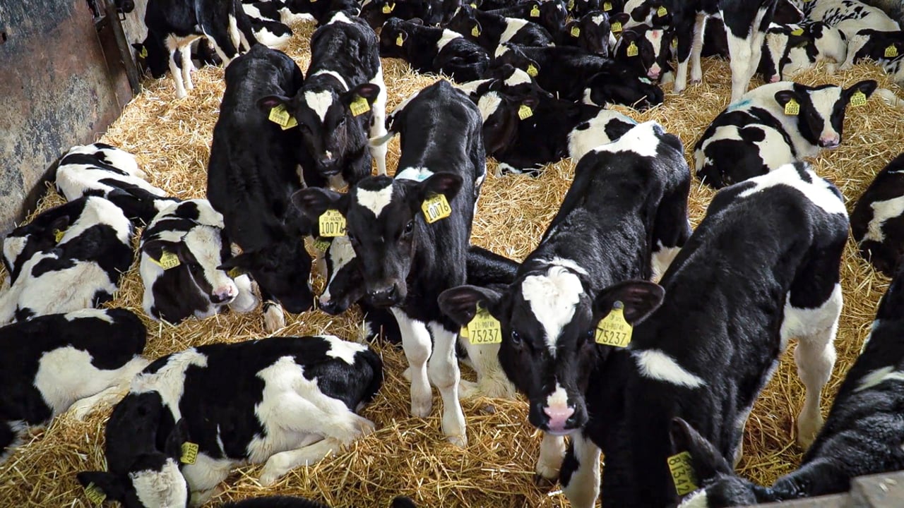 Calf registrations approach 2 million mark for 2023