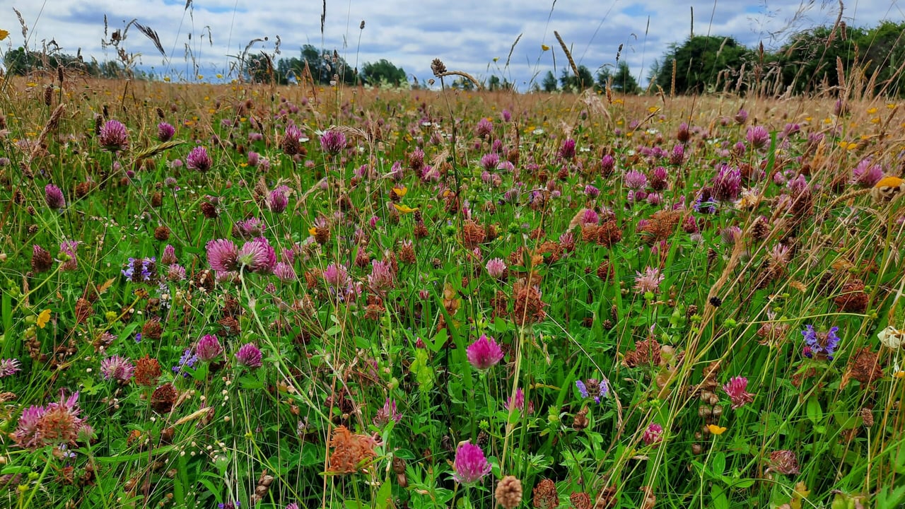 Meadows can store 500% more carbon than pure grassland