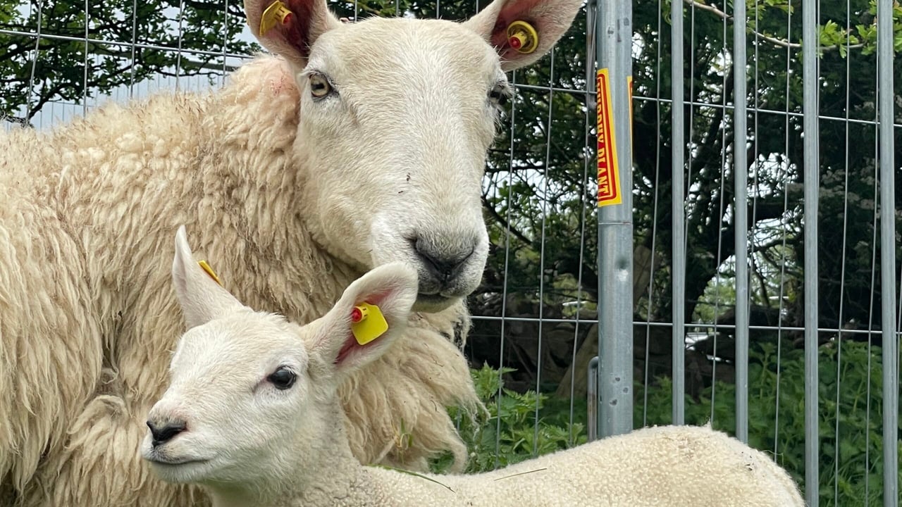 Budget 2024: Sheep funding welcome but more needed - ICSA