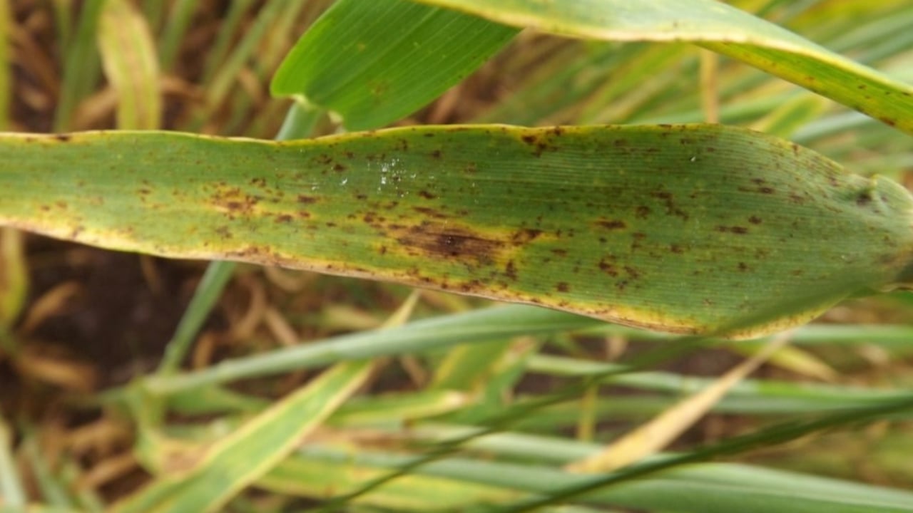 Broken weather driving disease pressure for crops