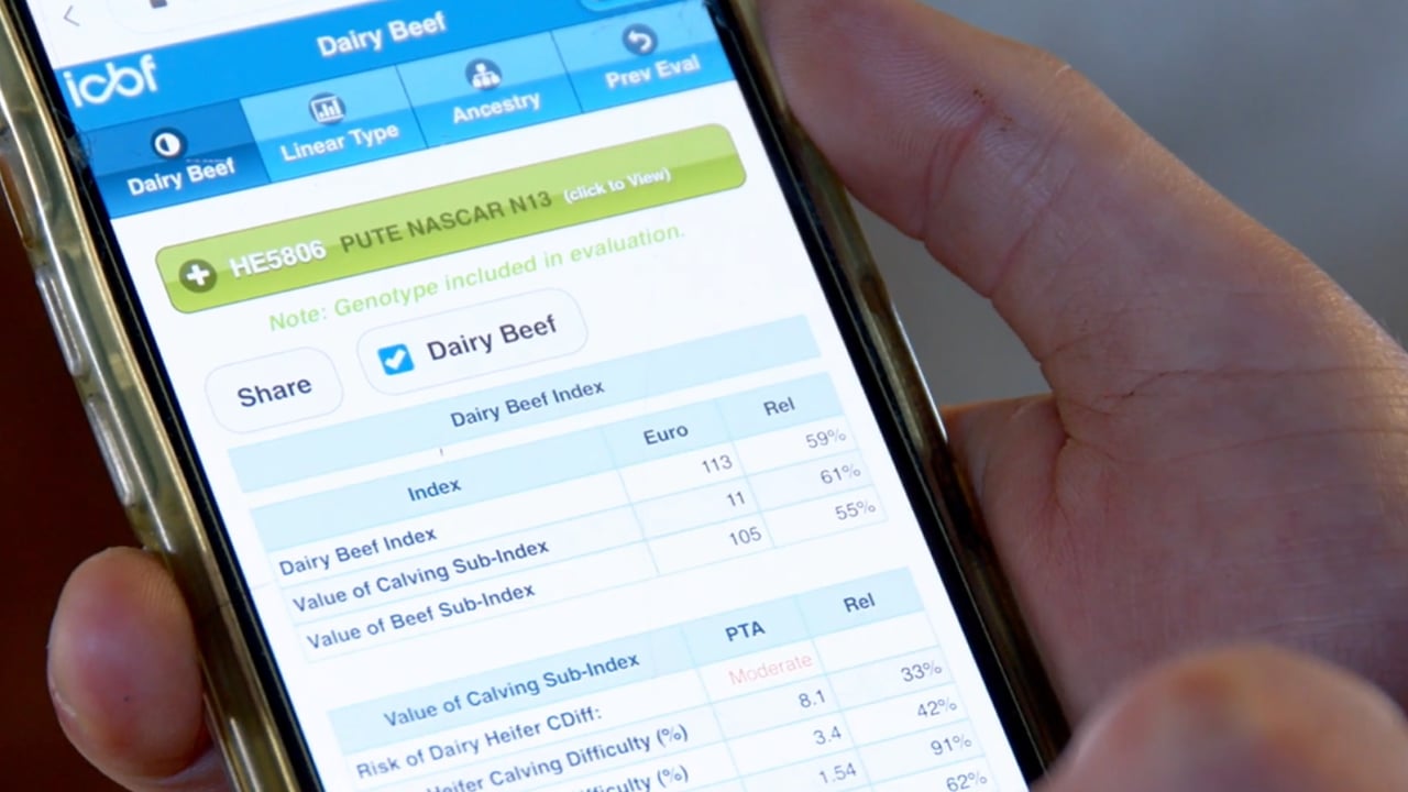 How to quickly search figures for an AI or stock bull : Advantage Spring Dairy-Beef Series