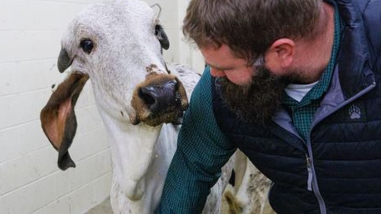Brian Vander Ley works with Ginger, a gene-edited calf with resistance to BVDV. Vander Ley is an associate professor in the University of Nebraska-Lincoln’s School of Veterinary Medicine and Biomedical Sciences and assistant director of UNL’s Great Plains Veterinary Educational Center in Clay Center, Nebraska. Image: Craig Chandler / University Communication