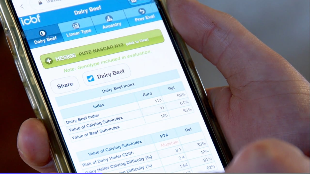 Video: How to quickly search figures for AI semen or stockbulls