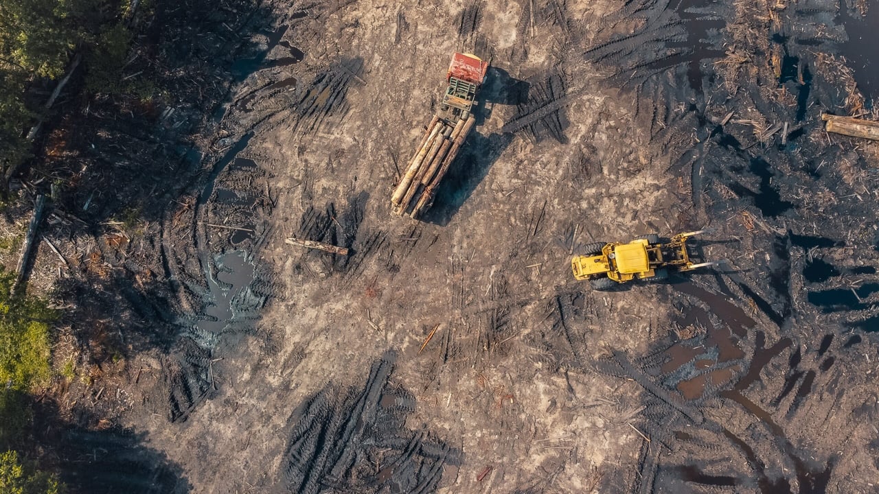 Companies given extra year to comply with deforestation law