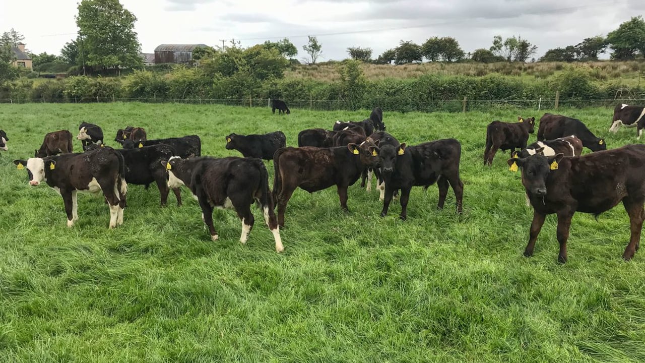 New series to focus on calf-to-beef management advice
