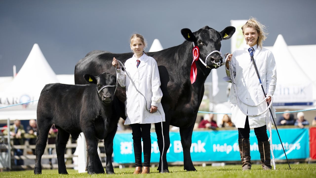The cow and calf combination that won the Aberdeen-Angus reserve championship for John and Ann Henning at Balmoral 2022. The handlers are  Ruth Hamill (cow) and Isabella O'Dowd (calf)