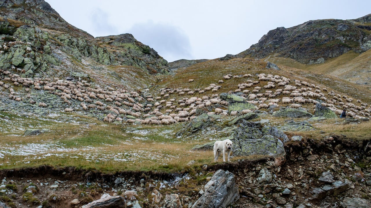DAFM: Campaign to tackle dog 'aggression' and sheep attacks