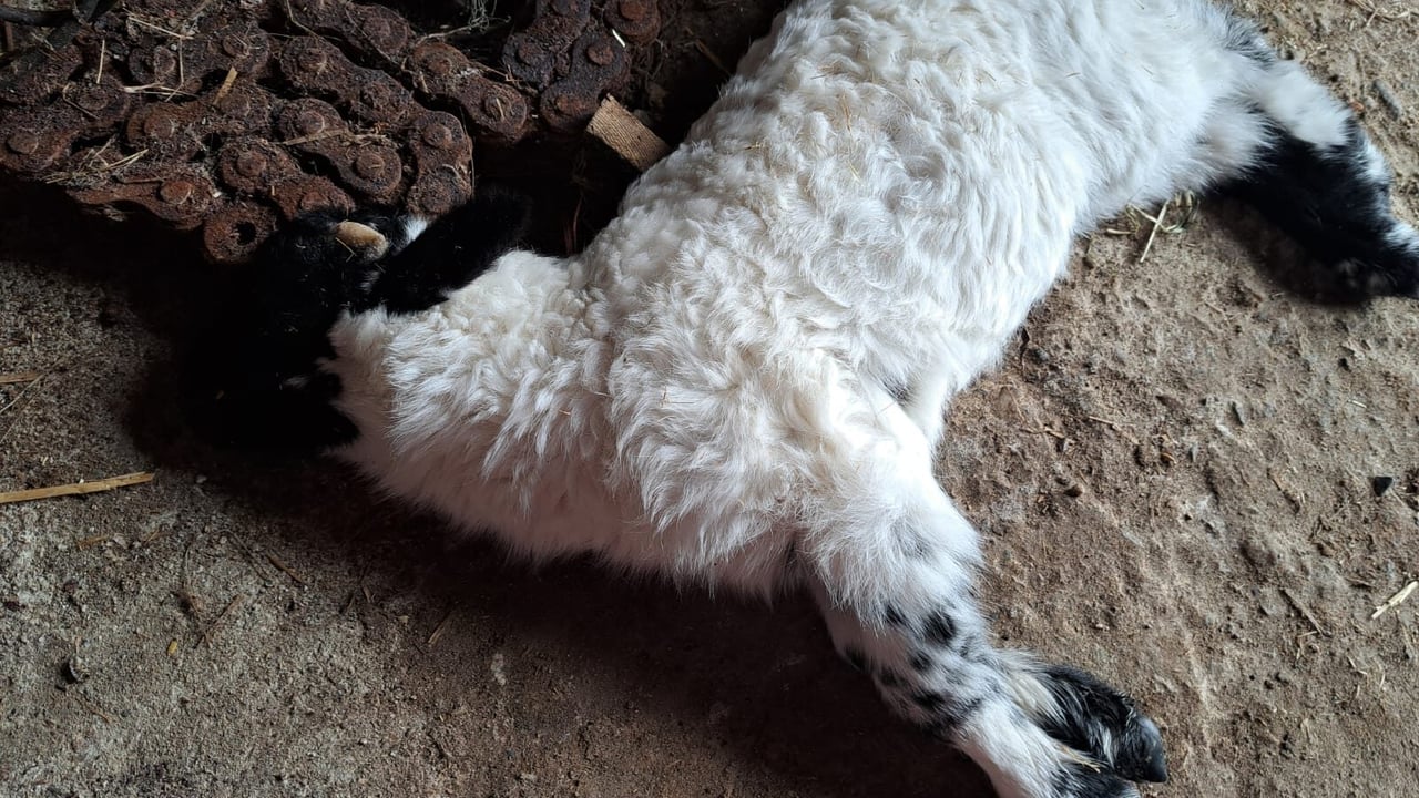 In one of the most recent attacks several sheep died after a dog drove them into the ocean in Co. Donegal. Source: Mary Doohan