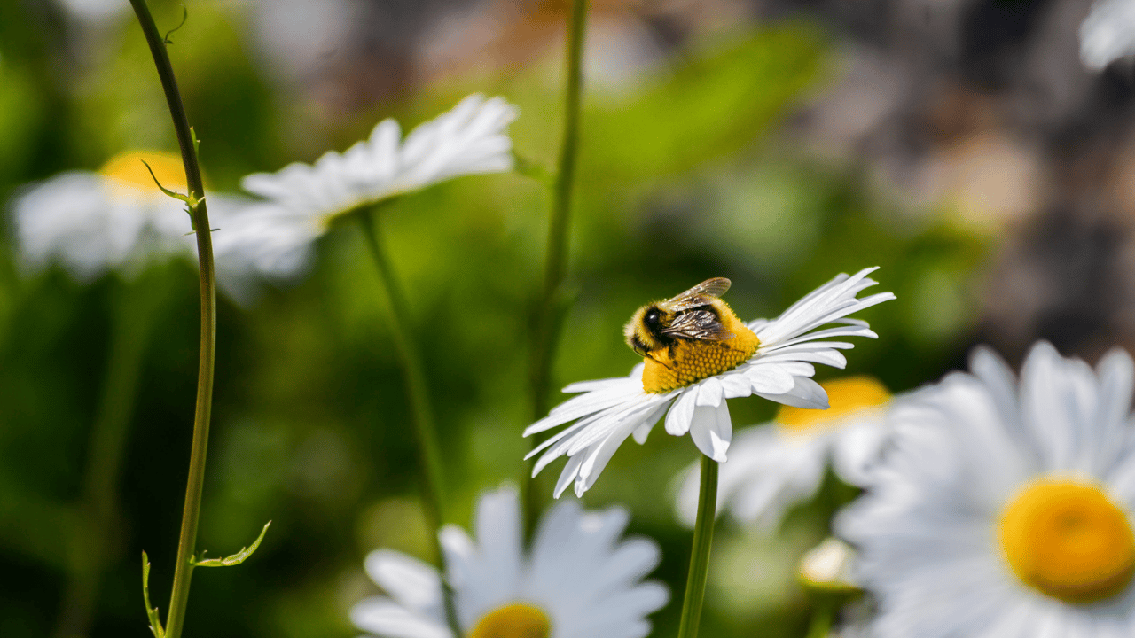 Learning Hub Series: Pollinator-friendly farming
