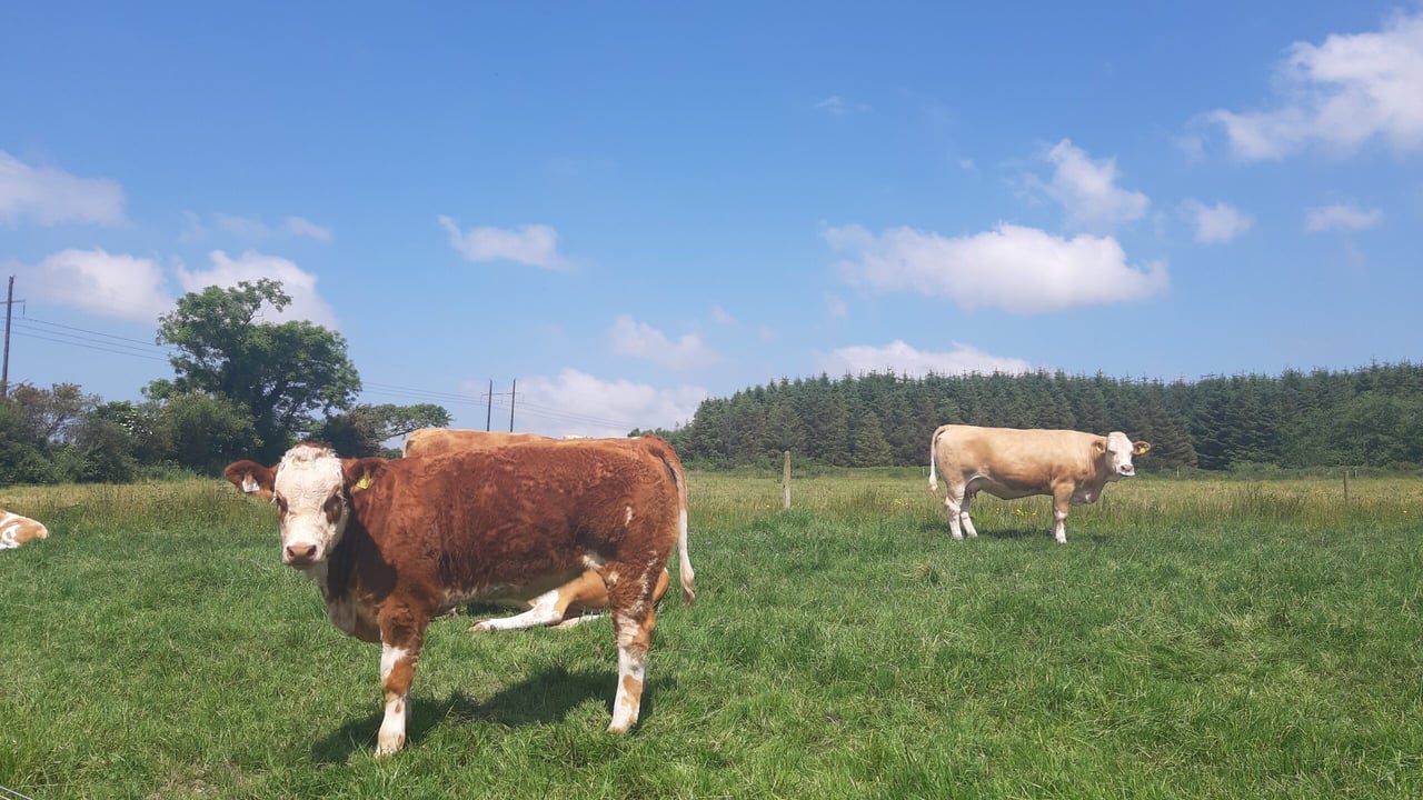 Met Éireann: Warm and settled weather due this week