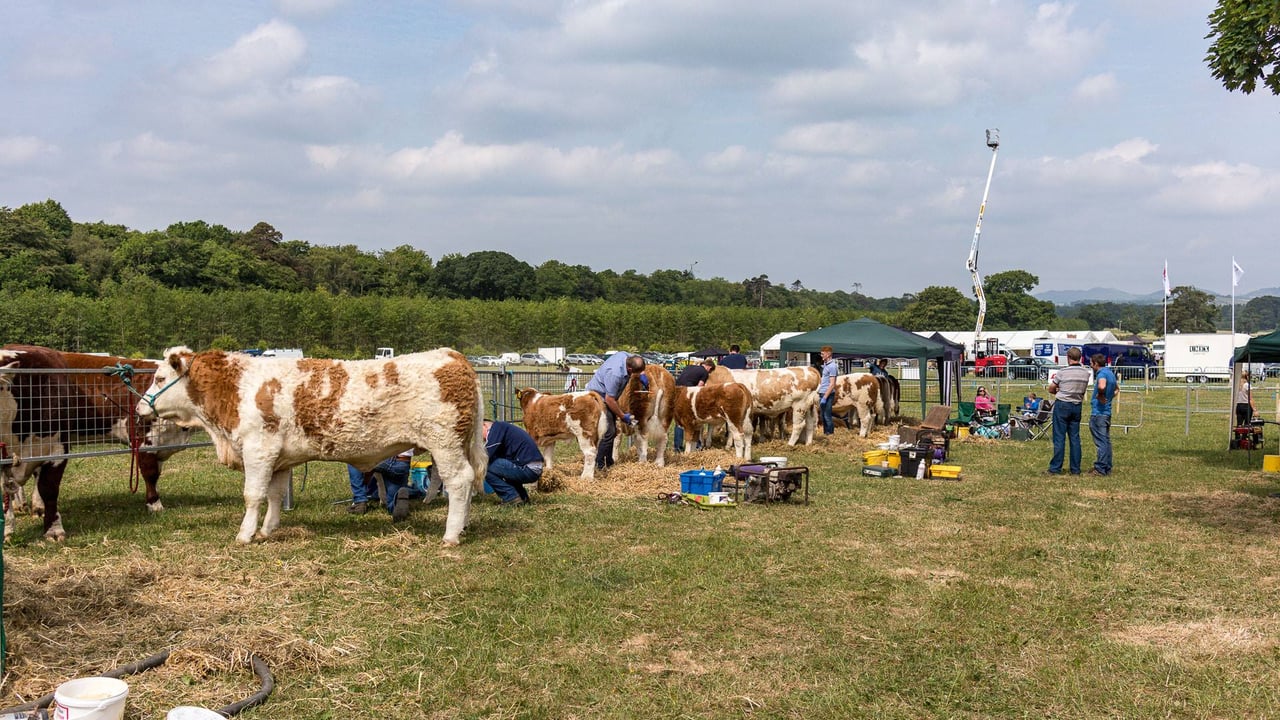 Dundalk Show opens gates with packed programme