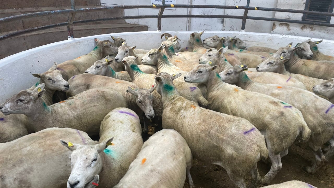 These 30 fat ewes had an average weight of 82.6kg and sold for €142/head