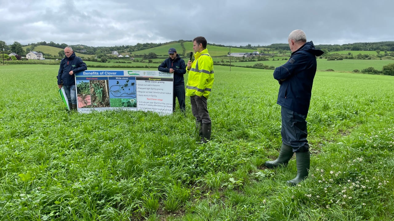 Growing grain and finishing  cattle on clover in Ballybay