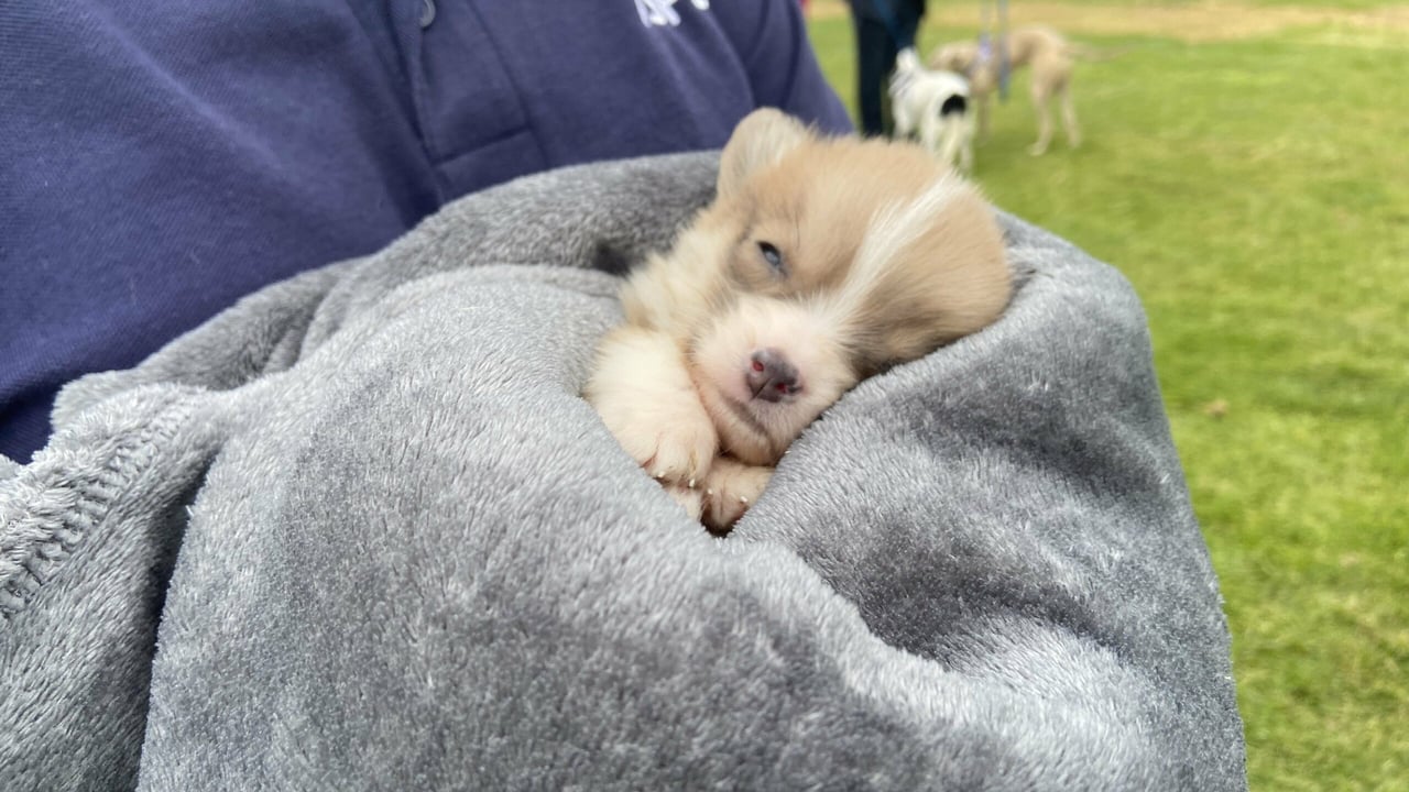 Watch: ISPCA launches new 'Stop the Pain' campaign