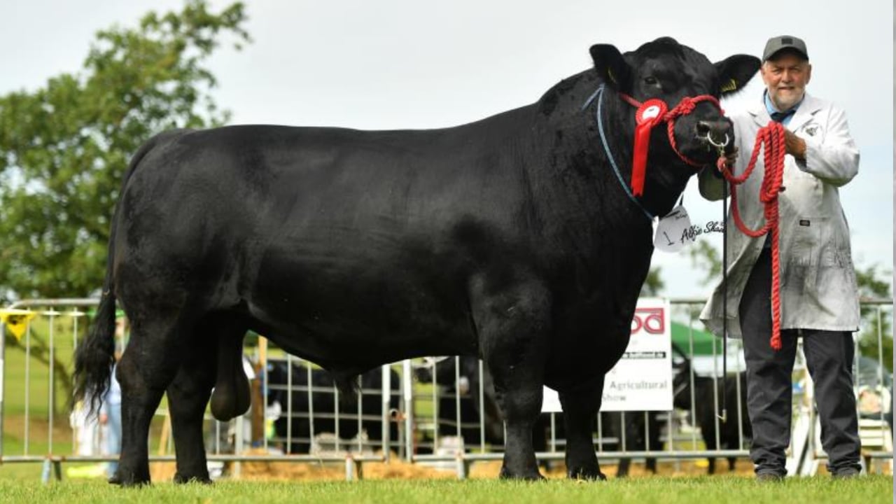 Famous Angus Herd set for 'major' reduction sale