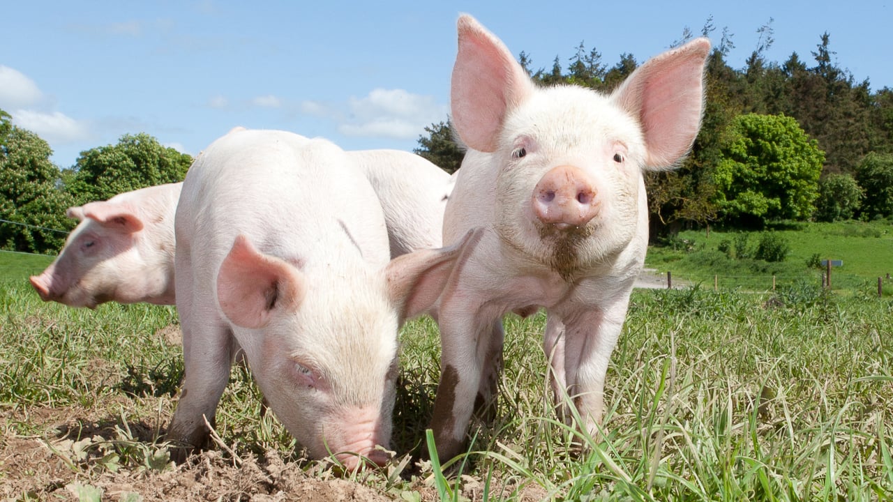 Study: EU livestock density limits would mostly affect pig sector