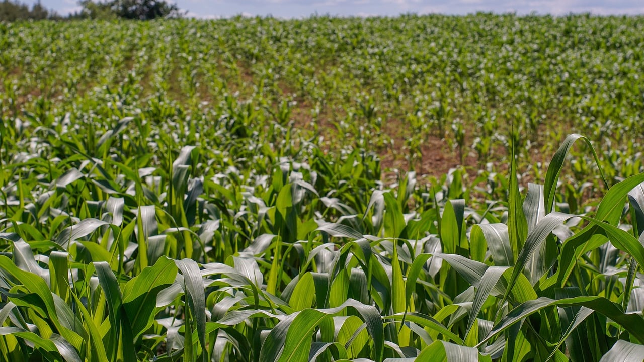 US corn prices drop by 18% as harvest increases