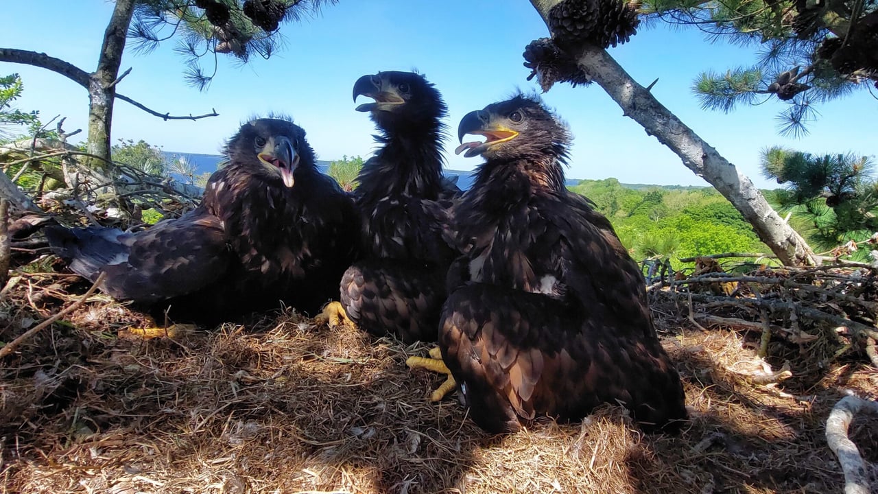 White-tailed eagle chicks Source: Source: Department of Housing, Local Government and Heritage 