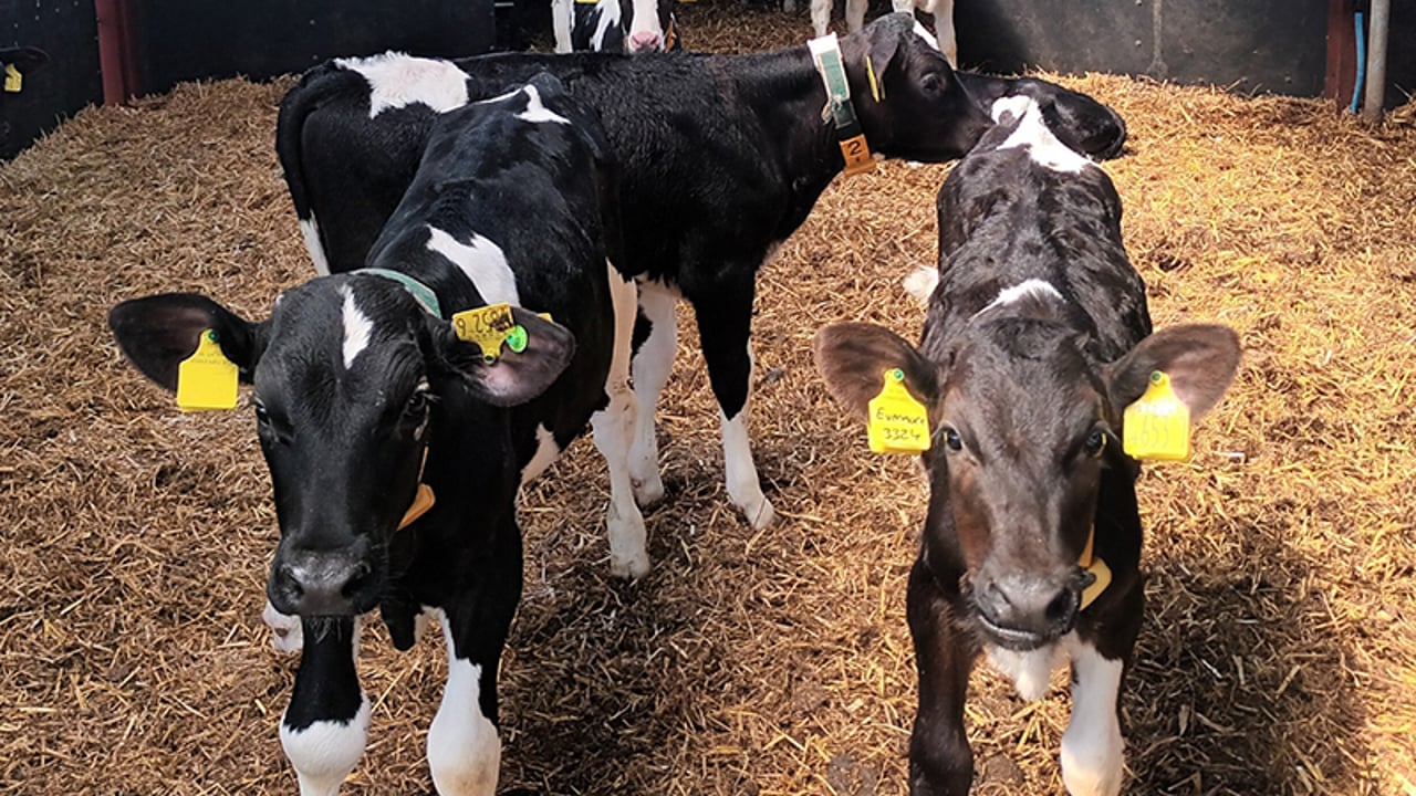 Some of the calves pictured on the farm of Conor Casey from Cloughmills, Co Antrim, one of the CAFRE’s Dairy Technology Demonstration Farmers. Source: DAERA
