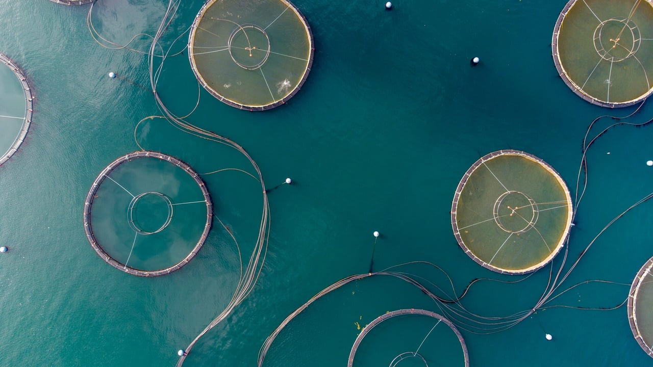 Aerial view of a Scottish fish farm. Image: Bob Brewer